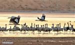 Jan. 3, 2018 -- Black-necked cranes are seen in Linzhou County of Lhasa City, capital of southwest China`s Tibet Autonomous Region, Jan. 1, 2018. Tibet has become the world`s largest winter habitat for critically endangered black-necked cranes. It is currently temporary home to over 8,000 black-necked cranes, around 80 percent of the world`s total population. (Xinhua/Zhang Rufeng)