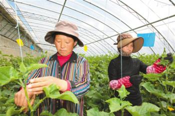 Tibet’s strives to build modern vegetable industry