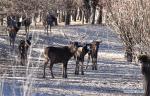 Jan. 9, 2018 -- Photo taken on Jan. 6, 2018 shows red deers in a forest of the nature reserve in Shannan City of southwest China`s Tibet Autonomous Region. Man-made sand-break forests of the nature reserve have been expanded from 500 mu (33.3 hectares) in the 1950s to 10,200 mu (680 hectares). The forests are now a winter habitat for animals including red deers, blue sheep and kinds of birds. (Xinhua/Zhang Rufeng)