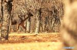 Jan. 9, 2018 -- Photo taken on Jan. 6, 2018 shows a red deer in a forest of the nature reserve in Shannan City of southwest China`s Tibet Autonomous Region. Man-made sand-break forests of the nature reserve have been expanded from 500 mu (33.3 hectares) in the 1950s to 10,200 mu (680 hectares). The forests are now a winter habitat for animals including red deers, blue sheep and kinds of birds. (Xinhua/Zhang Rufeng)