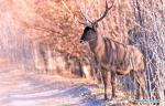 Photo taken on Jan. 6, 2018 shows a red deer in a forest of the nature reserve in Shannan City of southwest China`s Tibet Autonomous Region. Man-made sand-break forests of the nature reserve have been expanded from 500 mu (33.3 hectares) in the 1950s to 10,200 mu (680 hectares). The forests are now a winter habitat for animals including red deers, blue sheep and kinds of birds. (Xinhua/Zhang Rufeng)