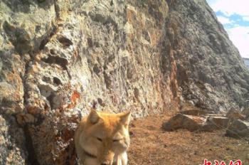 Camera captures Tibetan fox’s ‘smile’