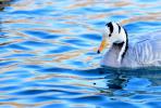 Jan. 11, 2018 -- A bar-headed goose swimming and foraging back and forth on the lake at the Dragon King Pool Park, center of Lhasa, capital city of southwest China`s Tibet Autonomous Region.