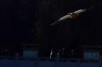 Jan. 11, 2018 -- A wild duck flies over the crowd in the morning at the Dragon King Pool Park, center of Lhasa, capital city of southwest China`s Tibet Autonomous Region.