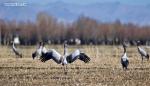 Jan. 22, 2018 -- Black-necked cranes are seen near Nyangqu River in Xigaze, southwest China`s Tibet Autonomous Region, Jan. 18, 2018. Tibet has become the world`s largest winter habitat for critically endangered black-necked cranes. (Xinhua/Purbu Zhaxi)