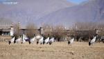 Jan. 22, 2018 -- Black-necked cranes are seen near Nyangqu River in Xigaze, southwest China`s Tibet Autonomous Region, Jan. 19, 2018. Tibet has become the world`s largest winter habitat for critically endangered black-necked cranes. (Xinhua/Jigme Dorje)