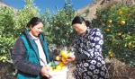 Jan. 26, 2018 -- At the Kangba tangerine planting base of Daxu Village, Qucainka Town, Markam County, Chamdo City, workers are picking tangerines. [China Tibet News/Tsewang,Tang Bin]