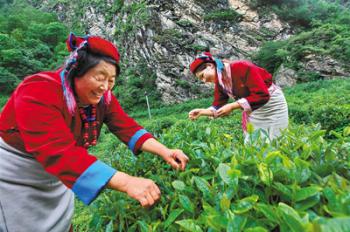 Tibet develops characteristic industries to boost poverty alleviation