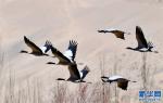 Feb. 12, 2018 -- Photo taken on February 3 shows black-necked cranes at the Mount Qomolangma National Nature Reserve. With a variety of ecosystems and rich biological resources, Mount Qomolangma National Nature Reserve is a paradise for wildlife. [Photo/Xinhua]