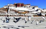 Mar. 5, 2018 -- Doves are seen at the Potala Palace in Lhasa, capital of southwest China`s Tibet Autonomous Region, March 4, 2018, as the weather warms up recently. [Photo/Xinhua]