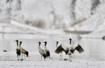 Mar. 12, 2018 -- Black-necked cranes, the first-level state protected wildlife, are seen in snow in Linzhou County, southwest China`s Tibet Autonomous Region, March 10, 2018. Tibet is currently temporary home to more than 8,000 black-necked cranes.(Xinhua/Purbu Zhaxi)