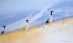 Mar. 12, 2018 -- Black-necked cranes, the first-level state protected wildlife, are seen in snow in Linzhou County, southwest China`s Tibet Autonomous Region, March 10, 2018. Tibet is currently temporary home to more than 8,000 black-necked cranes.(Xinhua/Purbu Zhaxi)