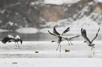 Black-necked cranes seen in snow in China’s Tibet