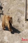 Mar. 16, 2018 -- A Tibetan brown bear at the Qinghai-Tibet Plateau Wildlife Zoo in Xining City, Qinghai Province, March 14, as temperatures gradually rise. (Photo: China News Service/Luo Yunpeng)