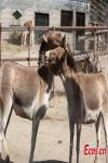 Mar. 16, 2018 -- Wild donkeys at the Qinghai-Tibet Plateau Wildlife Zoo in Xining City, Qinghai Province, March 14, as temperatures gradually rise. (Photo: China News Service/Luo Yunpeng)