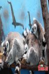 Mar. 16, 2018 -- Ring-tailed lemurs at the Qinghai-Tibet Plateau Wildlife Zoo in Xining City, Qinghai Province, March 14, as temperatures gradually rise. (Photo: China News Service/Luo Yunpeng)