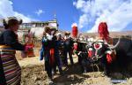 Mar. 19, 2018 -- Farmers present a well-wishing `Qiema box`, filled with mixed foodstuff, to a pair of yaks during a spring ploughing ceremony in Kere Village of Bomtoi Township, Lhasa, southwest China`s Tibet Autonomous Region, March 17, 2018. Traditional spring ploughing ceremonies took place in Tibet`s major cultivation areas on Saturday to pray for a year with good harvests. (Xinhua/Jigme Dorgi)