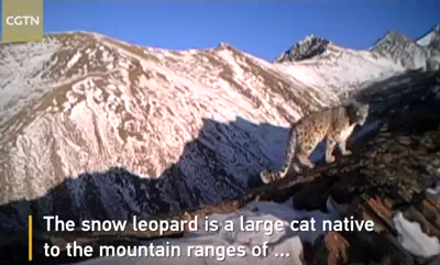 Snow leopards captured at the source of China’s Yangtze River
