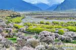 Mar. 29, 2018 -- Photo taken on March 27, 2018 shows peach blossoms at the Gala peach blossom scenic area in the Baiyi District of Nyingchi, southwest China`s Tibet Autonomous Region. (Xinhua/Zhang Rufeng)