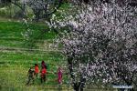 Mar. 29, 2018 -- Tourists walk under peach trees at the Gala peach blossom scenic area in the Baiyi District of Nyingchi, southwest China`s Tibet Autonomous Region, March 27, 2018. (Xinhua/Zhang Rufeng)