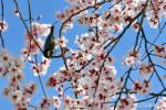 Mar. 29, 2018 -- A bird perches on the branch of a peach tree at the Gala peach blossom scenic area in the Baiyi District of Nyingchi, southwest China`s Tibet Autonomous Region, March 27, 2018. (Xinhua/Zhang Rufeng)