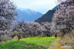 Mar. 29, 2018 -- People take photos of peach blossoms at the Gala peach blossom scenic area in the Baiyi District of Nyingchi, southwest China`s Tibet Autonomous Region, March 27, 2018. (Xinhua/Zhang Rufeng)