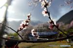 Mar. 29, 2018 -- Photo taken on March 27, 2018 shows peach blossoms at the Gala peach blossom scenic area in the Baiyi District of Nyingchi, southwest China`s Tibet Autonomous Region. (Xinhua/Zhang Rufeng)