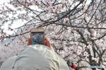Mar. 29, 2018 -- A tourist takes photos of peach blossoms at the Gala peach blossom scenic area in the Baiyi District of Nyingchi, southwest China`s Tibet Autonomous Region, March 27, 2018. (Xinhua/Zhang Rufeng)