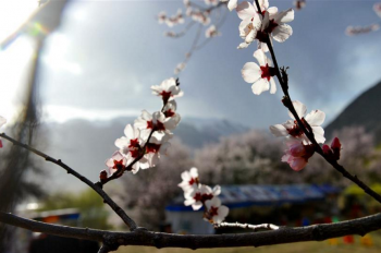 Peach blossoms in Baiyi District of Nyingchi, SW China’s Tibet
