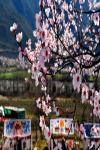 April 3, 2018 -- Photo taken on April 2, 2018 shows scenery of peach blossoms in Bomi county, southwest China`s Tibet autonomous region.[Photo/Xinhua]