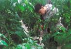 April 12, 2018 -- As the weather gets warm, spending weekend at Lhasa’s suburb becomes a new trend among local people. Photo shows a Lhasa citizen picking tomatoes in a greenhouse. [China Tibet News/ Lorsang]
