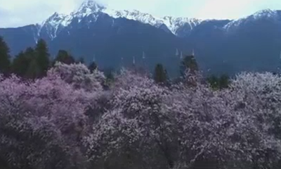 Awesome! Watch sea of peach blossoms in Tibet