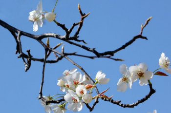 Pear trees are blooming in SW China
