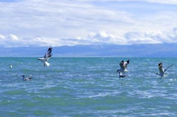 Live broadcast launched for Bird Island in Qinghai Lake