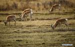 April 28, 2018 -- Procapra Przewalskiis are seen in Haibei Tibetan Autonomous Prefecture, northwest China`s Qinghai Province, April 26, 2018. The number of Procapra Przewalskii, an antelope species being listed as endangered, has increased to a record high of 2,057 in the latest survey. Przewalski`s gazelle was named after Nikolai Mikhaylovich Przhevalsky, a Russian explorer who found a specimen and brought it back to St. Petersburg in 1875. A typical Procapra Przewalskii is 110 to 120 centimeters long and weighing about 15 kilograms. The long-horn animal with a short tail was described as a `ballet dancer` on plateau by Przhevalsky because it jumps in a beautiful curve. (Xinhua/Zhang Hongxiang)