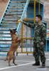 May 12, 2018 -- Fire services officer Jiang Yuhang trains a rescue dog in Kaili City, southwest China`s Guizhou Province, May 7, 2018. On May 17, 2008, Jiang, a 20-year-old highway administration employee, was extricated by firefighters, 123 hours after he was trapped in the rubble at quake-hit Yingxiu Township of Wenchuan County, southwest China`s Sichuan Province. Jiang was a survivor of the 8.0-magnitude earthquake that struck Sichuan`s Wenchuan County on May 12, 2008. The quake left more than 69,000 dead, 374,000 injured, 18,000 missing and millions homeless. Jiang said it were firefighters who gave him the second life, and he desired to be a soldier like them. At the end of 2008, Jiang realized his dream to join the army and served in the group who once saved him. After training for half a year, he finally became a real fire soldier in Shanghai in 2009. Jiang later got promoted to the position of an officer, and in March this year, he was transferred to the firefighting force in his hometown Kaili City, southwest China`s Guizhou Province. In the past ten years, the young man, who was saved in that catastrophic earthquake, saved more people`s lives with his own efforts. (Xinhua/Jiang Hongjing)