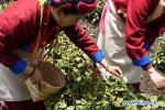 May 21,2018--Members of tea farmers and herdsmen professional cooperative pick tea leaves in a tea garden in Le Menba Ethnic Township of Cuona County in Shannan, southwest China`s Tibet Autonomous Region, May 12, 2018. The tea cooperative was founded in 2011. In 2017, the income per capita of the township increased by about 12,000 yuan under the cooperative. Tea industry has now become one of the most important driving forces of local economy. [Photo/Xinhuanet]