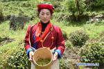 May 21,2018--A member of tea farmers and herdsmen professional cooperative shows the tea leaves she picks in a tea garden in Le Menba Ethnic Township of Cuona County in Shannan, southwest China`s Tibet Autonomous Region, May 12, 2018. The tea cooperative was founded in 2011. In 2017, the income per capita of the township increased by about 12,000 yuan under the cooperative. Tea industry has now become one of the most important driving forces of local economy. [Photo/Xinhuanet]