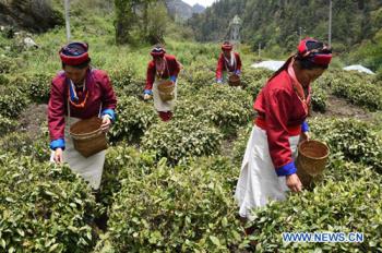 Tea cooperative increases people’s income in Tibetan township