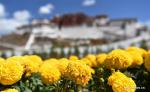 May 28, 2018 -- Photo taken on May 24, 2018 shows flowers at the Potala Palace in Lhasa, capital of southwest China`s Tibet Autonomous Region. (Xinhua/Chogo)