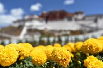 Scenery of Potala Palace in Lhasa, SW China’s Tibet