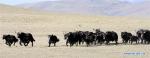 June 21, 2018 -- Photo taken on December 17, 2011 shows wild yaks in the Qiangtang National Nature Reserve, southwest China`s Tibet Autonomous Region. (TO GO WITH Xinhua Headlines: Relocation changing lives on Tibetan plateau) (Xinhua/Chogo)