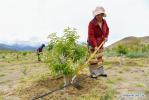 July 25,2018--Two villagers plant trees at an agricultural and husbandry demonstration base in Zhanang County of Shannan City, southwest China`s Tibet Autonomous Region, July 23, 2018. The local government has taken great effort to bid for investment on green industry to boost local economy. Fueled by well-established enterprises, about 2,800 residents of 720 households realized a total income growth of 15 million yuan (about 2.2 million U.S. dollars) in 2017. (Xinhua/Liu Dongjun)