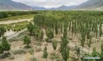 July 27,2018--Aerial photo taken on July 23, 2018 shows a shelterbelt forest in Naidong District of Shannan City, southwest China`s Tibet Autonomous Region. For years, local government has taken effective measures in the fight against desertification. [Photo/Xinhua]