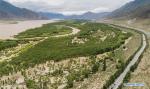 July 27,2018--Aerial photo taken on July 23, 2018 shows a shelterbelt forest in Naidong District of Shannan City, southwest China`s Tibet Autonomous Region. For years, local government has taken effective measures in the fight against desertification. [Photo/Xinhua]