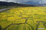 Aug.2,2018--Aerial photo taken on July 24, 2018 shows cole flowers in Sagya County in Xigaze, southwest China`s Tibet Autonomous Region. (Xinhua/Li He)