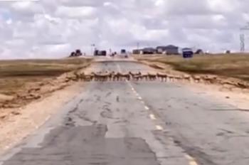 Tibetan antelopes cross Qinghai-Tibet Highway