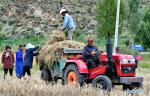 Aug. 24, 2018 -- Farmers load a tractor with highland barley straws in the fields in the Menzhonggang Community of Shannan City, southwest China`s Tibet Autonomous Region, Aug. 22, 2018. Farmers here are busy with harvesting over 53.3 hectares of highland barley. (Xinhua/Zhang Rufeng)