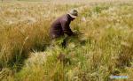Sept. 5, 2018 -- A farmer harvests highland barley in the fields at Kaduo Village in Linzhou County, southwest China`s Tibet Autonomous Region, Sept. 3, 2018. (Xinhua/Purbu Zhaxi)