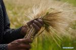 Sept. 5, 2018 -- A farmer harvests highland barley in the fields at Kaduo Village in Linzhou County, southwest China`s Tibet Autonomous Region, Sept. 3, 2018. (Xinhua/Purbu Zhaxi)